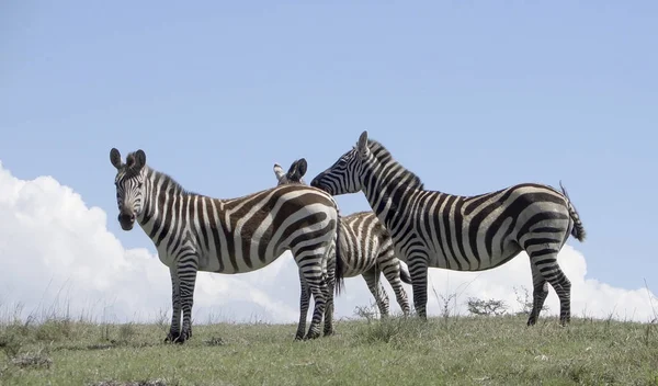 Tres Zebras Sobre Una Pequeña Colina Tanzzania Rica —  Fotos de Stock