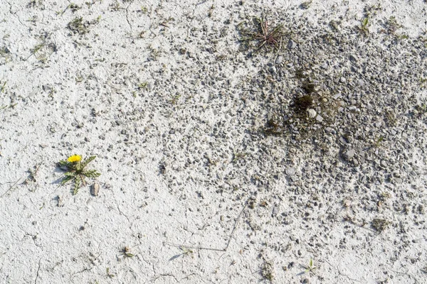 上から見た乾燥した石の雰囲気のタンポポの植物は — ストック写真