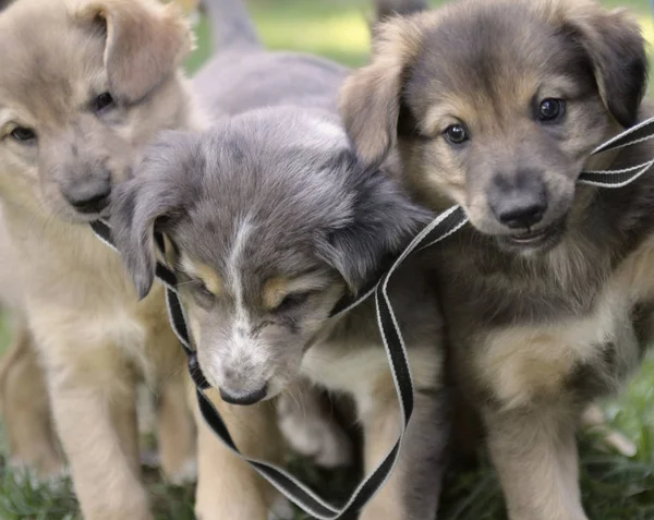 Beaux Jeunes Chiens Avec Ligne — Photo