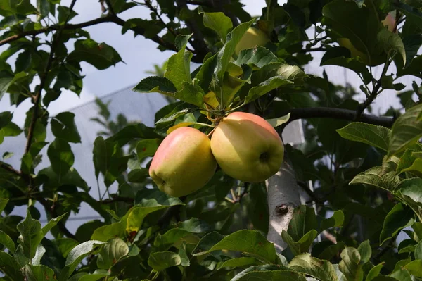 Zwei Äpfel Auf Dem Baum — Stockfoto