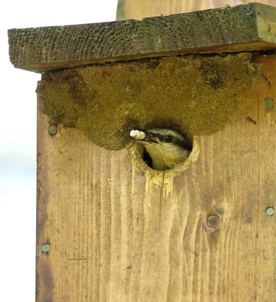 Schilderachtig Uitzicht Prachtige Nuthatch Vogel — Stockfoto