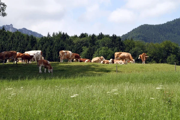 Bavorský Krásný Pozemek Německu — Stock fotografie