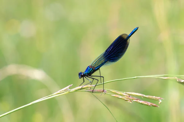 Libellule Flore Faune — Photo