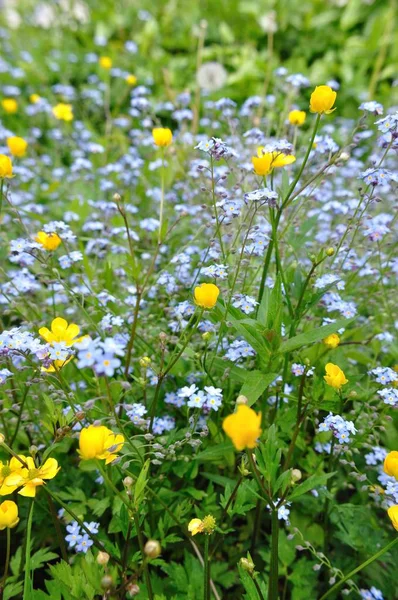 Düğünçiçeği Ranunculus Beni Unutma Myosotis Cennette — Stok fotoğraf