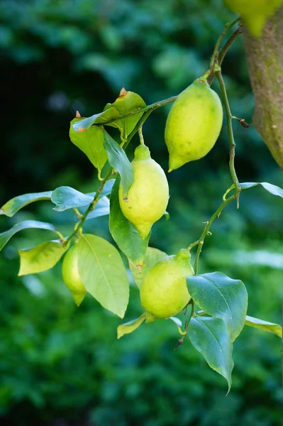 Fondo Limonero Concepto Agrícola — Foto de Stock