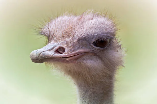 Strutsfåglar Vilda Djur — Stockfoto