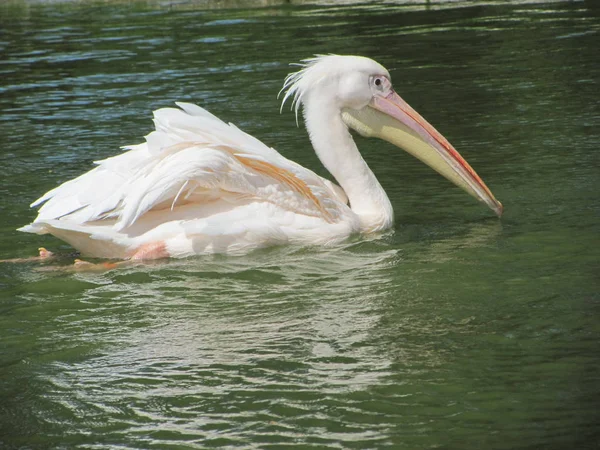 Vue Panoramique Oiseau Pélican Vie Sauvage — Photo