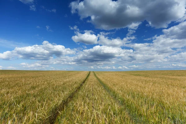 Landwirtschaft Felder Mit Weizenanbau — Stockfoto