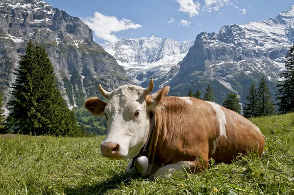 Malebný Pohled Krásnou Krajinu Alpách — Stock fotografie