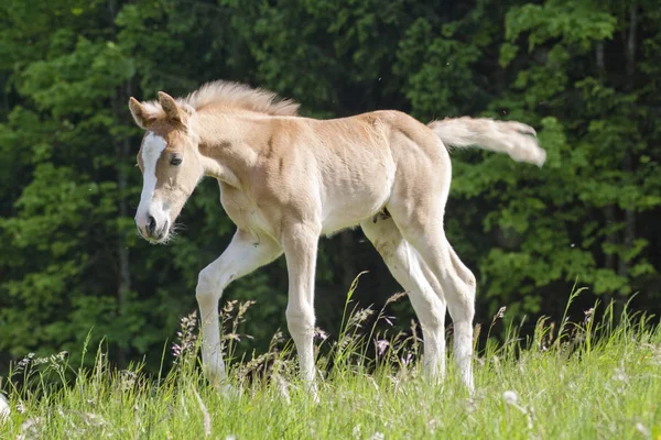 Haflinger Raça Cavalo — Fotografia de Stock