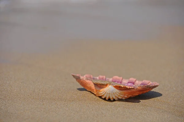 Deniz Kabukları Deniz Kabuğu — Stok fotoğraf