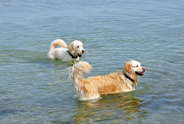 Goldendoodle Golden Retriever — Foto de Stock