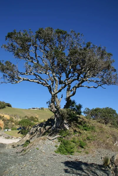 Дерево Новому Пляжі Зеландії — стокове фото