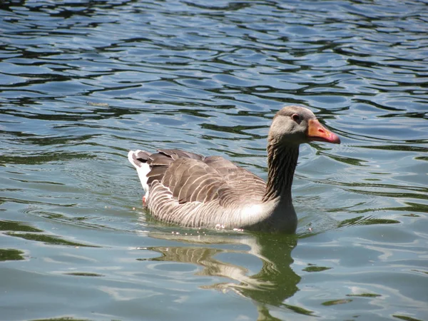 Observation Des Oiseaux Oiseau Mignon Nature Sauvage — Photo