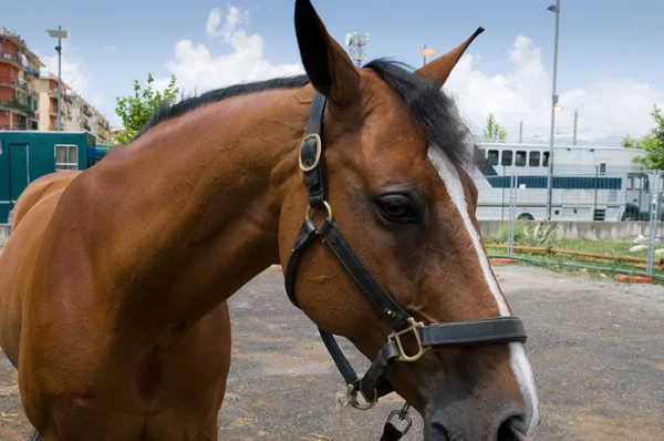 Calul Fermă — Fotografie, imagine de stoc