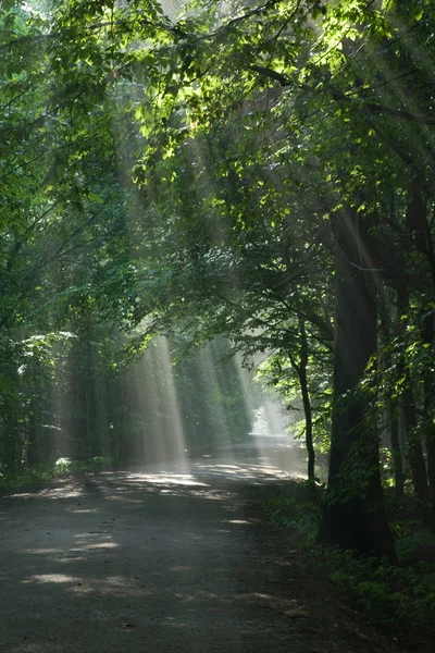 Ground Road Leading Old Deciduous Forest Beams Light Entering Stand — Stock Photo, Image