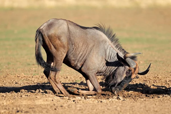 Błękitna Bestia Connochaetes Taurinus Bawiąca Się Błocie Pustynia Kalahari Republika — Zdjęcie stockowe