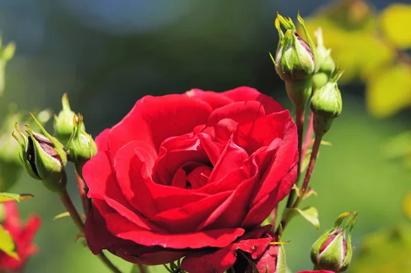 Květinové Okvětní Lístky Růže Květiny Květ — Stock fotografie