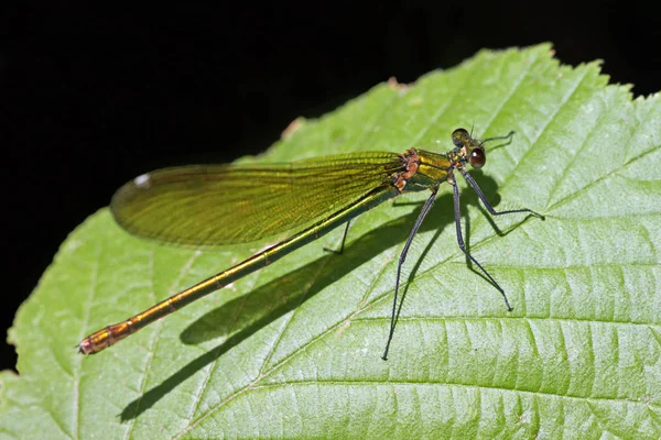 Vue Macro Rapprochée Insecte Libellule — Photo