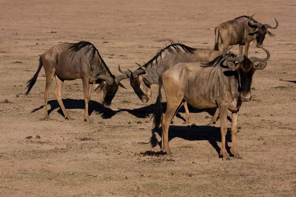 Gruppo Gnu Africa — Foto Stock