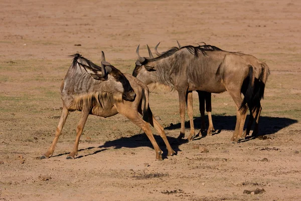 Dois Wildebeest África — Fotografia de Stock