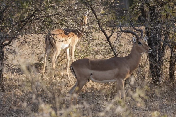 Impala Djur Foto Naturen Vilda Djur — Stockfoto