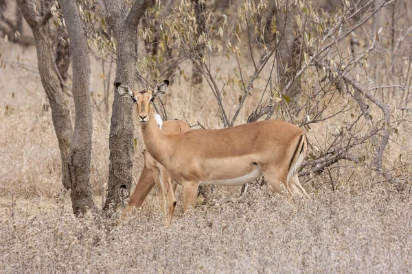 Impala Állat Fotó Természetben Vadon Élő Állatok Állatvilág — Stock Fotó