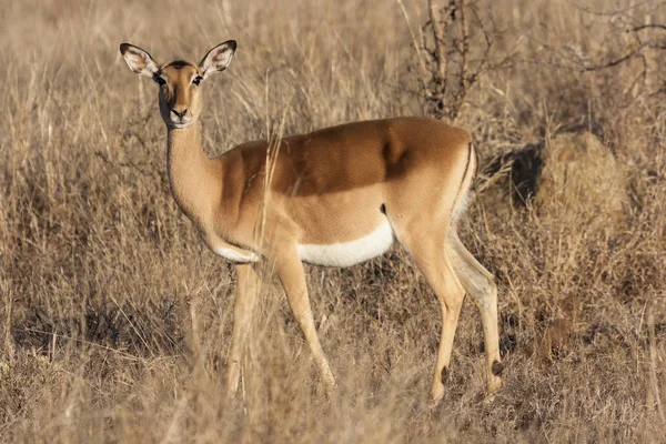 Impala Φωτογραφία Των Ζώων Στη Φύση Πανίδα Της Άγριας Ζωής — Φωτογραφία Αρχείου