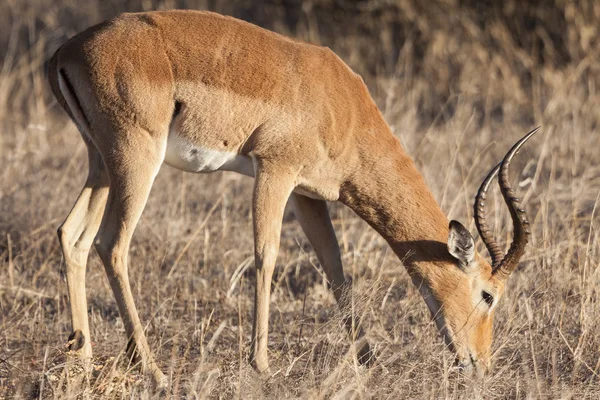 Impala Φωτογραφία Των Ζώων Στη Φύση Πανίδα Της Άγριας Ζωής — Φωτογραφία Αρχείου