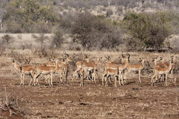Impala Animali Foto Natura Fauna Selvatica — Foto Stock