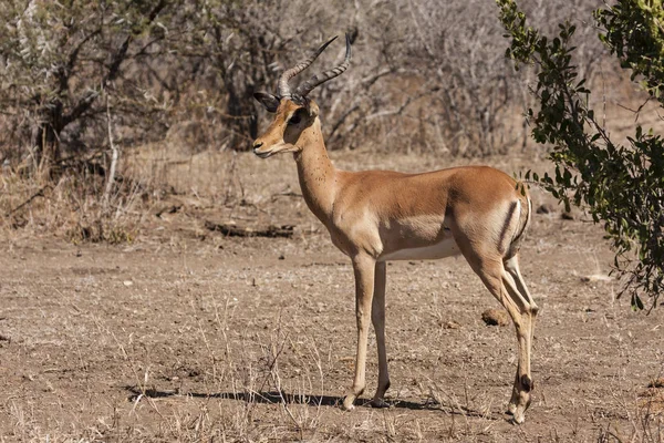 Impala Állat Fotó Természetben Vadon Élő Állatok Állatvilág — Stock Fotó