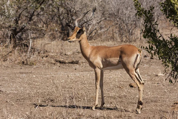 Impala Dierenfoto Natuur Fauna Het Wild — Stockfoto