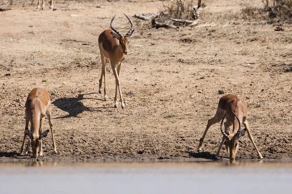 Impala Animal Foto Natureza Fauna Selvagem — Fotografia de Stock