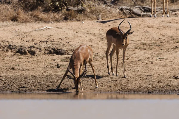 Impala Animal Photo Dans Nature Faune Sauvage — Photo