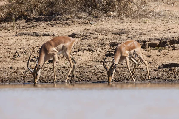 Impala Animal Photo Dans Nature Faune Sauvage — Photo