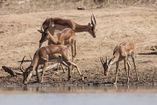 Impala Animal Photo Dans Nature Faune Sauvage — Photo