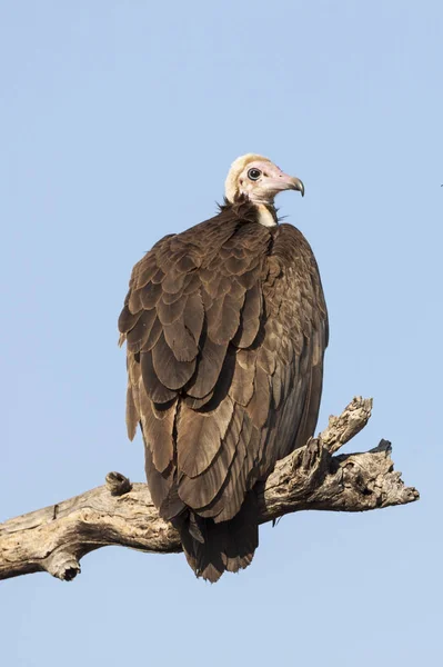 Tema Del Pájaro Pintoresco Tiro — Foto de Stock