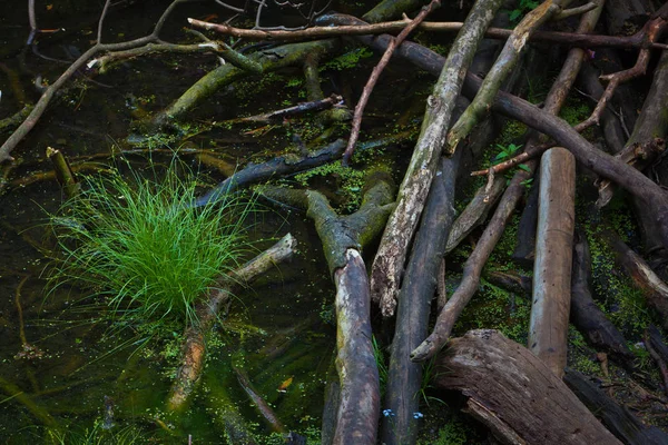 Biotop Drewnem Dryfującym Trawą Kapustą — Zdjęcie stockowe