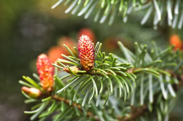 Flowers Spring Christmas Tree Spruce Picea Abies — Stock Photo, Image