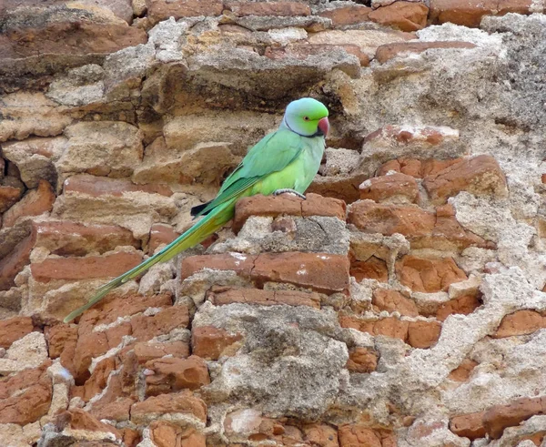 Hindistan Gül Halkalı Bir Muhabbet Kuşu Dahil Olmak Üzere Mimari — Stok fotoğraf