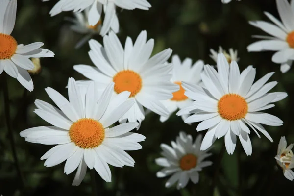 Vacker Utsikt Över Vackra Prästkragar Blommor — Stockfoto