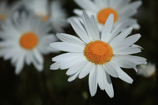 아름다운 데이지 꽃들의 — 스톡 사진