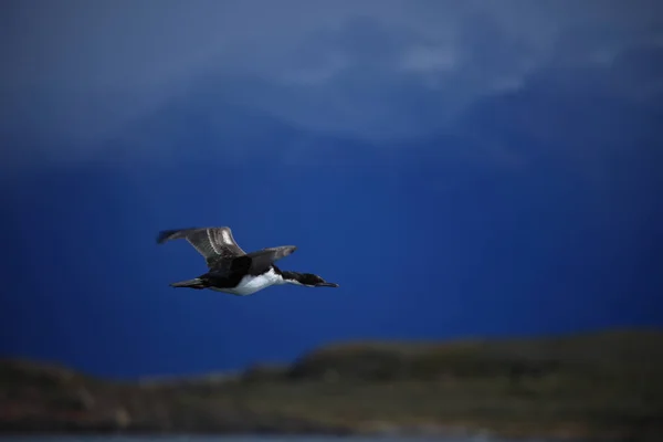 Scenic View Cormorants Birds Nature — Stock Photo, Image