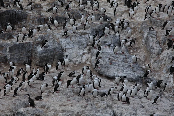 Vista Panorámica Las Aves Cormoranes Naturaleza — Foto de Stock