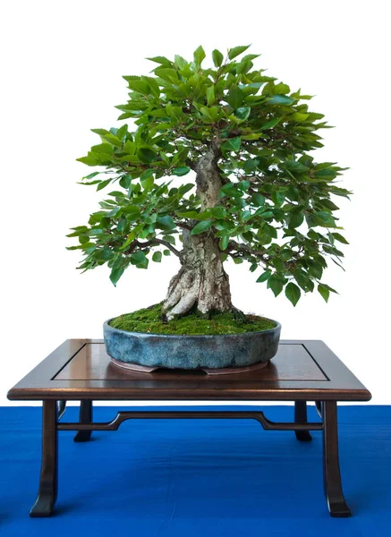 Old Korean Hornbeam Carpinus Turczaninowii Bonsai Tree — Stock Photo, Image