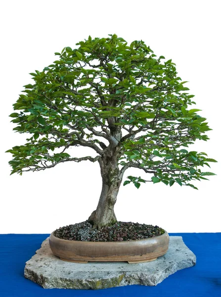 Régi Gyertyán Carpinus Betulus Mint Bonsai Egy Tálban — Stock Fotó