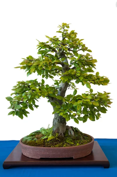 Közönséges Gyertyán Carpinus Betulus Mint Bonsai Páfránnyal Mohával — Stock Fotó