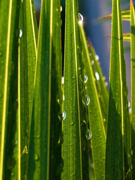 Крупный План Капель Газированной Воды Зеленой Траве — стоковое фото