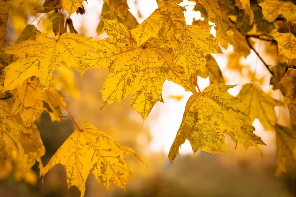 Yellow Autumn Maple Leaves Shallow Focus Background — Stock Photo, Image