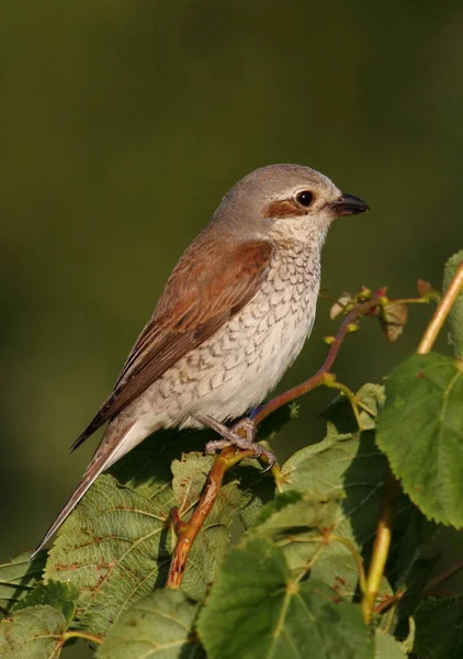 Schilderachtig Uitzicht Prachtige Vogel Natuur — Stockfoto